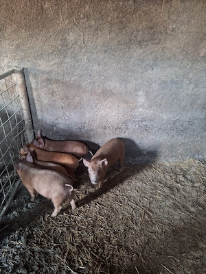 Vând purcei  - imagine 2