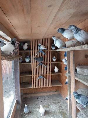 porumbei berzati de vânzare  - imagine 2