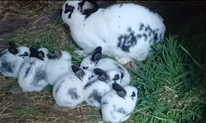 Fluture german  la 5 saptamani