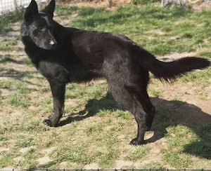 Ciobanesc german negru cauta partenera - imagine 2