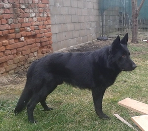 Ciobanesc german negru cauta partenera - imagine 3