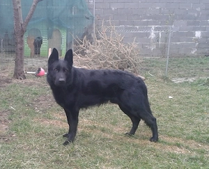 Ciobanesc german negru cauta partenera - imagine 4