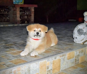 Pui Akita inu femela, părinți multipli campioni - imagine 3