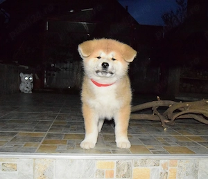 Pui Akita inu femela, părinți multipli campioni - imagine 2