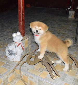 Pui Akita inu femela, părinți multipli campioni - imagine 4