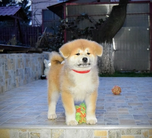 Pui Akita inu femela, părinți multipli campioni - imagine 5