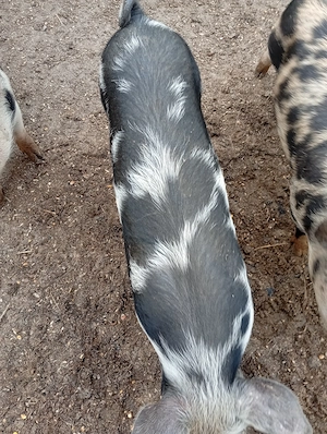 Vând godaci de 2 luni - imagine 3