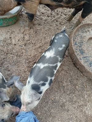 Vând godaci de 2 luni - imagine 4