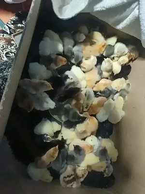 pui oua din gainile din poze,brahma motate strumsky batan si mi de flori - imagine 4