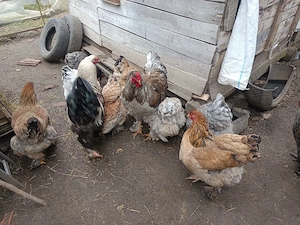 pui oua din gainile din poze,brahma motate strumsky batan si mi de flori - imagine 5