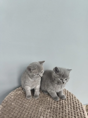 Pisicuțe jucause - imagine 3