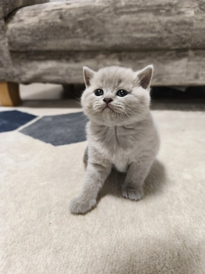 Pisicuțe jucause - imagine 4