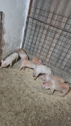 Purcei Landracexduroc de vanzare - imagine 2