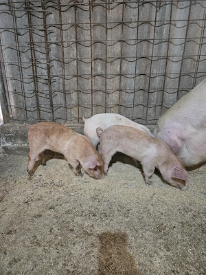 Purcei Landracexduroc de vanzare - imagine 3