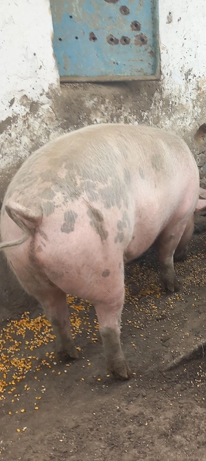 Vand porci - imagine 2