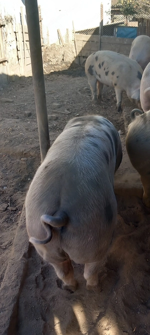 Vand porci - imagine 3