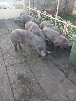 De vanzare porci pietran - imagine 2