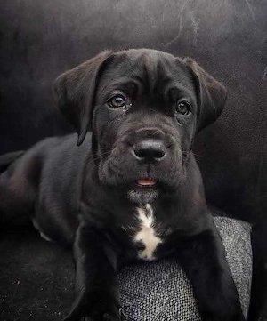 Catei Cane Corso ita