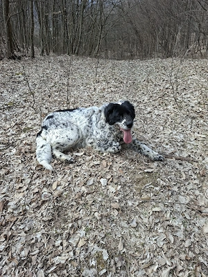 vind  ciobănesc de Bucovina  - imagine 3