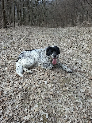 vind  ciobănesc de Bucovina 