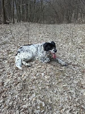 vind  ciobănesc de Bucovina  - imagine 2
