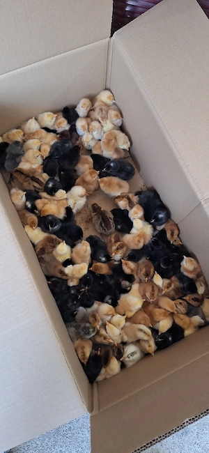 pui de o zi de la gaini de casa