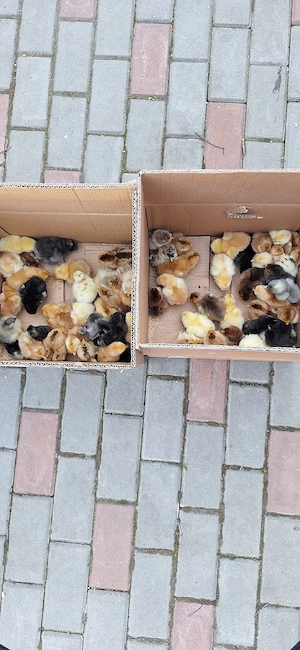 pui de o zi de la gaini de casa - imagine 2