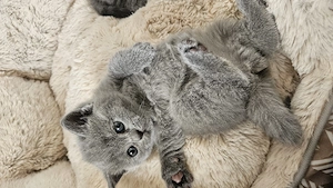 Pui British Shorthair  - imagine 2