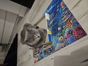Pui British Shorthair  - imagine 4