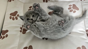 Pui British Shorthair  - imagine 3