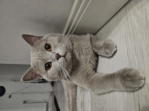 Pui British Shorthair  - imagine 5