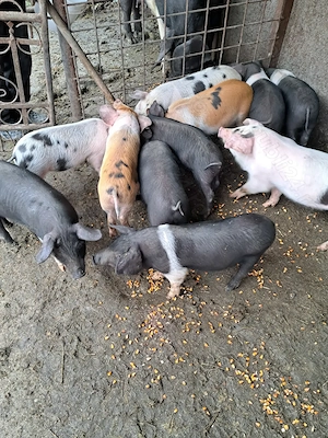 Vând purcei de 10 săptămâni 