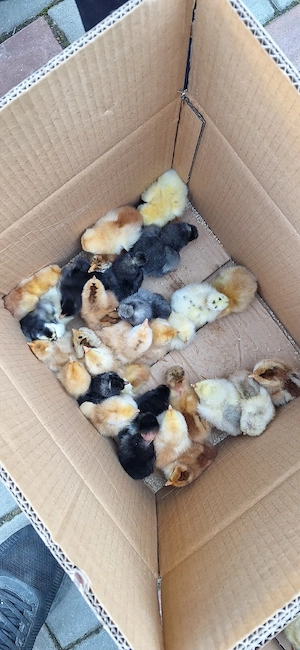 pui de o zi de la gaini de casa - imagine 3