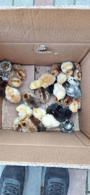 pui de o zi de la gaini de casa - imagine 4