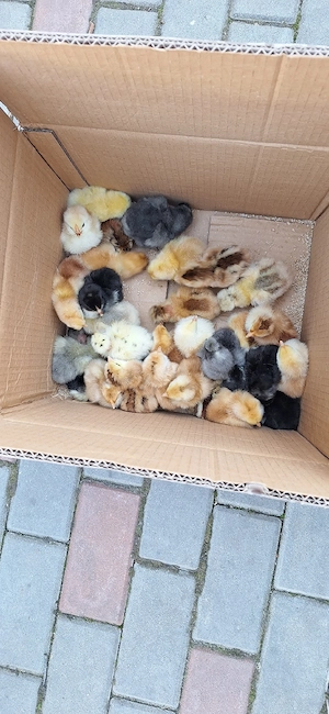 pui de o zi de la gaini de casa - imagine 5