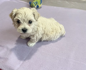 Bichon maltez talie mică toy - imagine 3