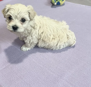 Bichon maltez talie mică toy - imagine 2