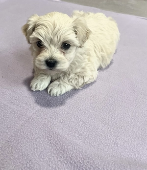 Bichon maltez talie mică toy