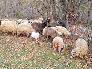 Vand oi țurcane si miei !