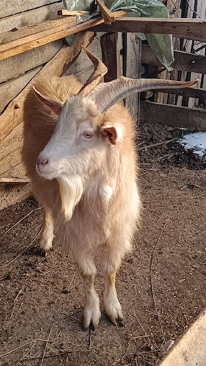 Vand oi țurcane si miei ! - imagine 5