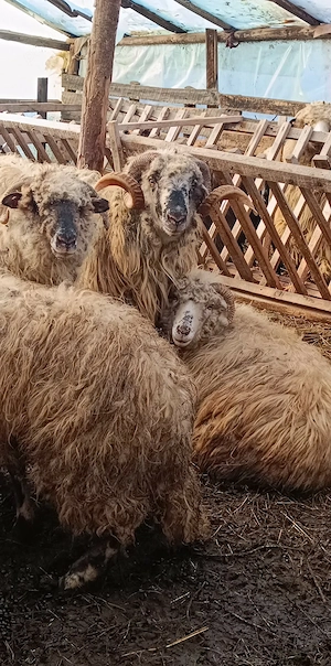 Vand oi țurcane si miei ! - imagine 4