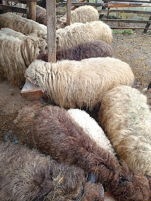 Vand oi țurcane si miei ! - imagine 2