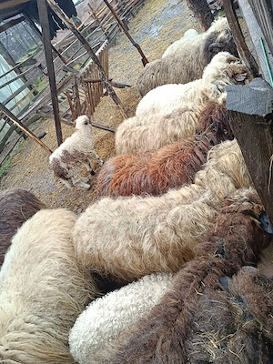 Vand oi țurcane si miei ! - imagine 3