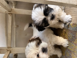 Vând puiuți Shih tzu 