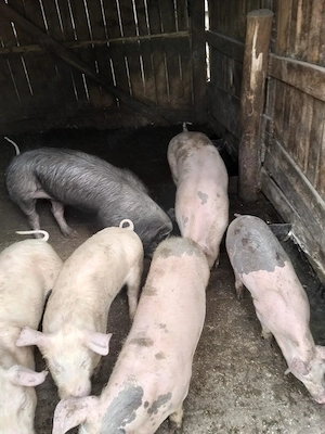 De vanzare - imagine 2