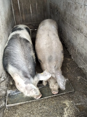 De vanzare - imagine 4