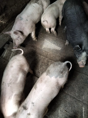 De vanzare - imagine 3