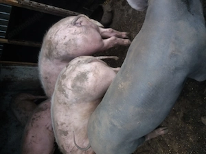 Porci disponibili 90 kg - imagine 2