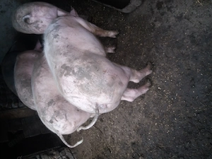 Disponibili 3 buc 90 100 kg - imagine 5