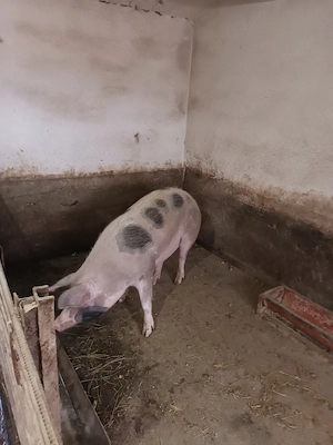 porc de vanzare - imagine 2